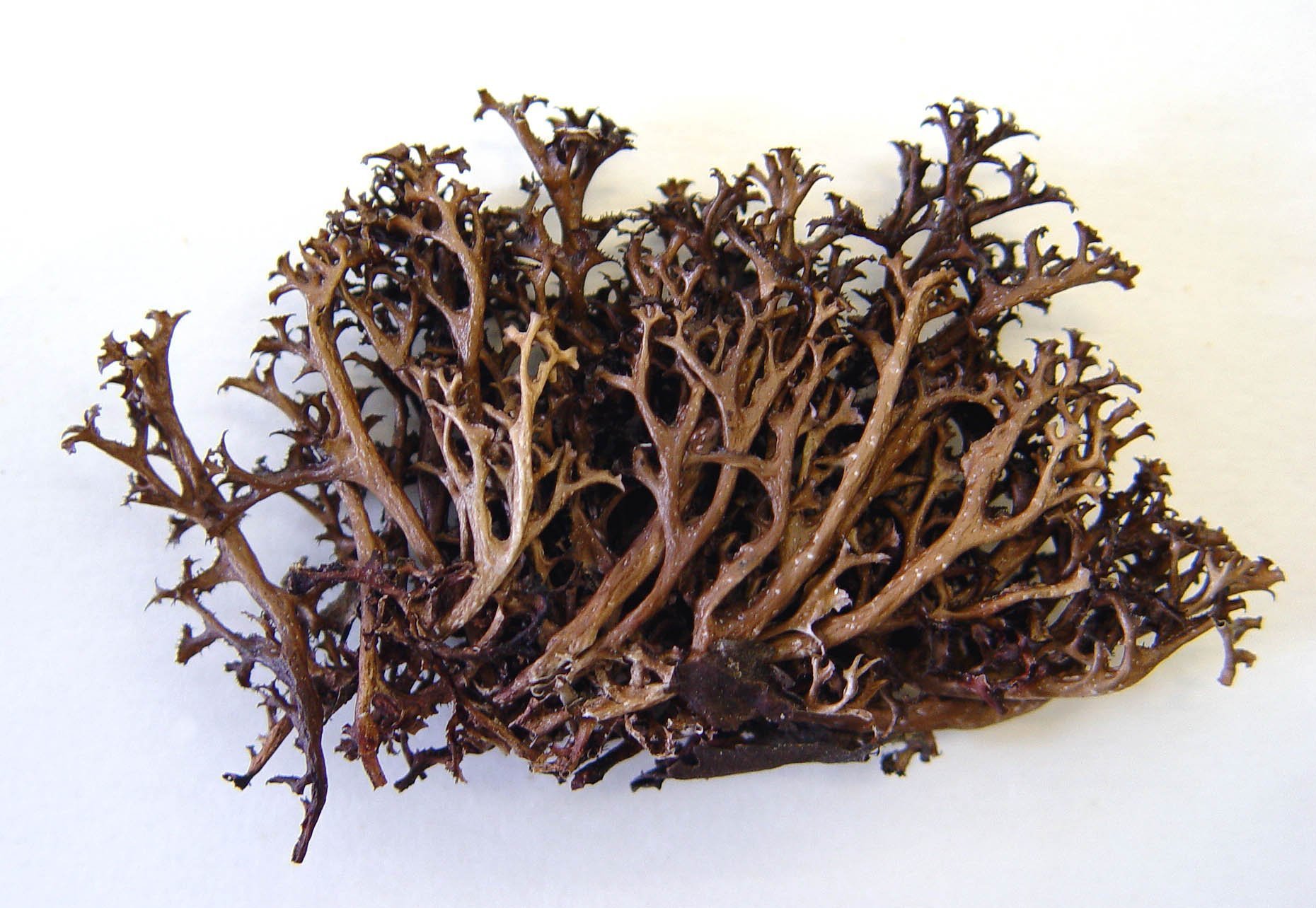 Пучок исландского моха