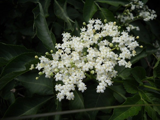 Цветки бузины