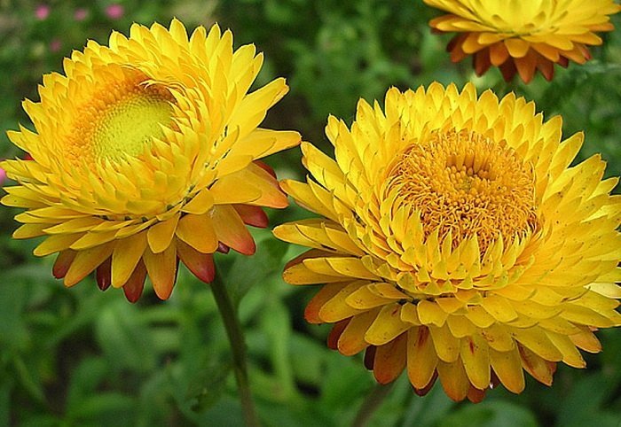 Цветы бессмертника