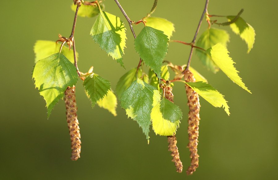 Почки берёзы