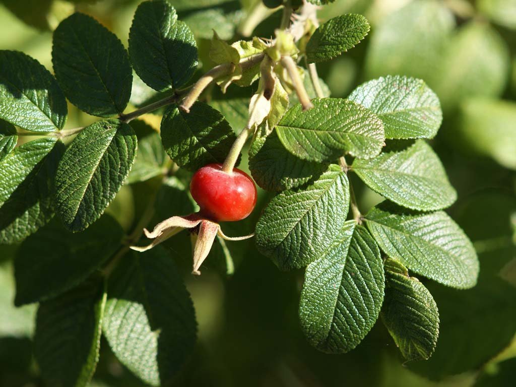 Листья шиповника