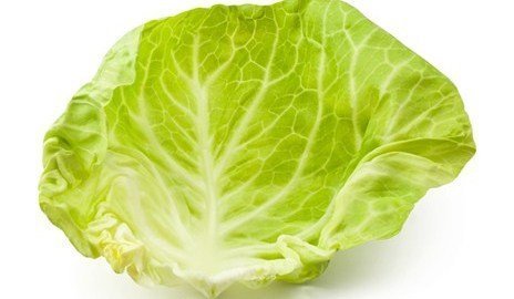 капустный лист