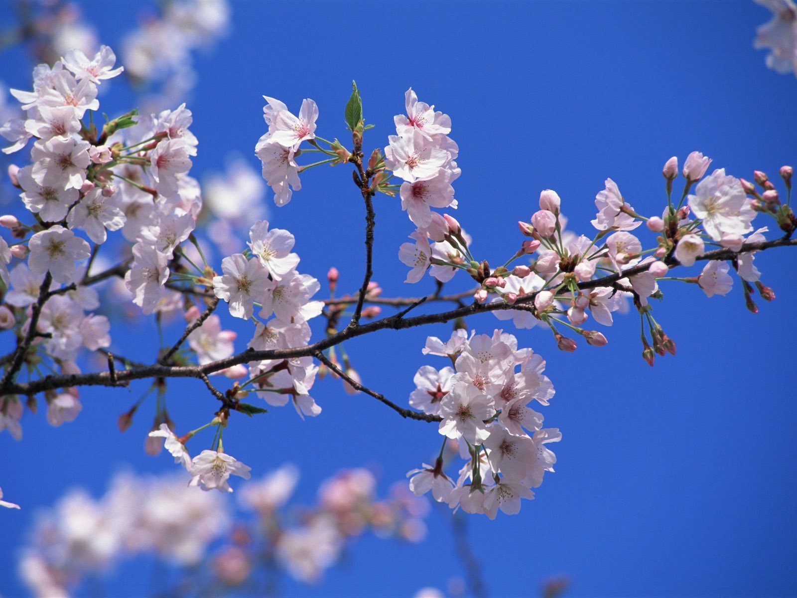 Ветки вишни