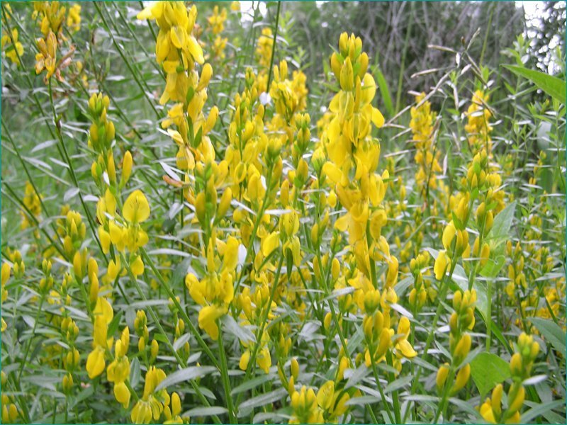 Цветы дрока