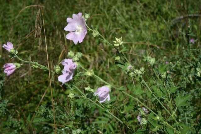 Корень хатьмы