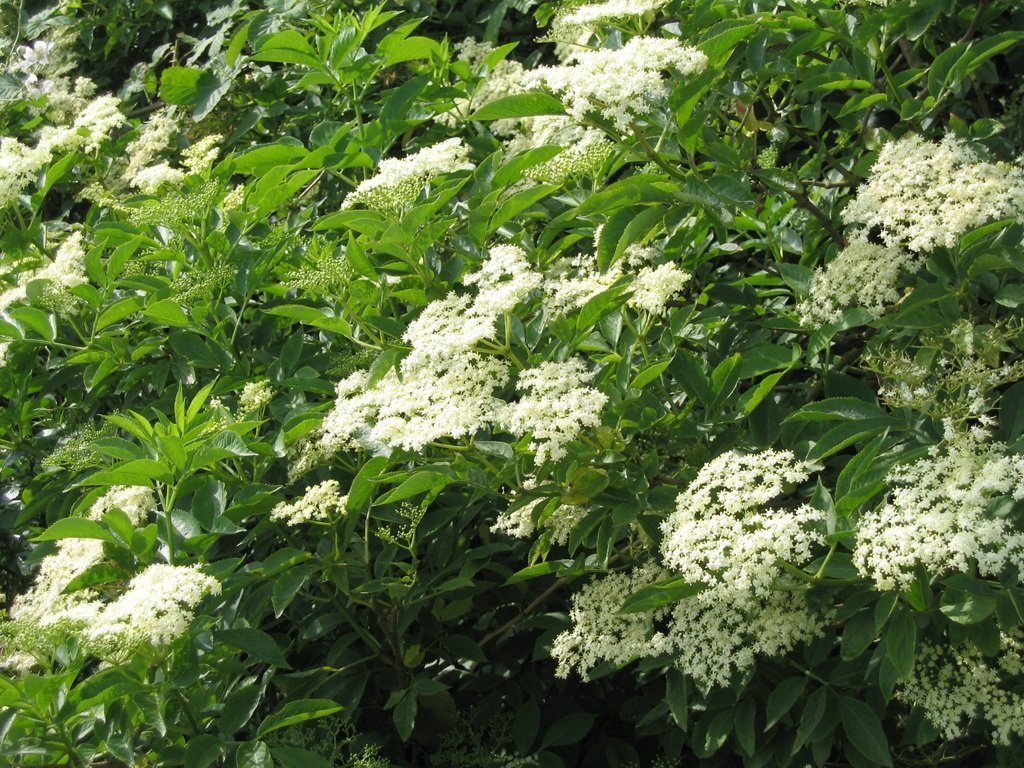 Цветущий куст бузины