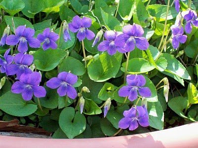 Фиалка душистая