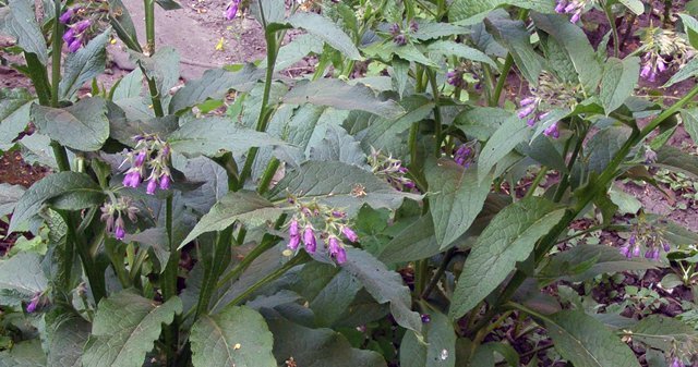 Корень окопника