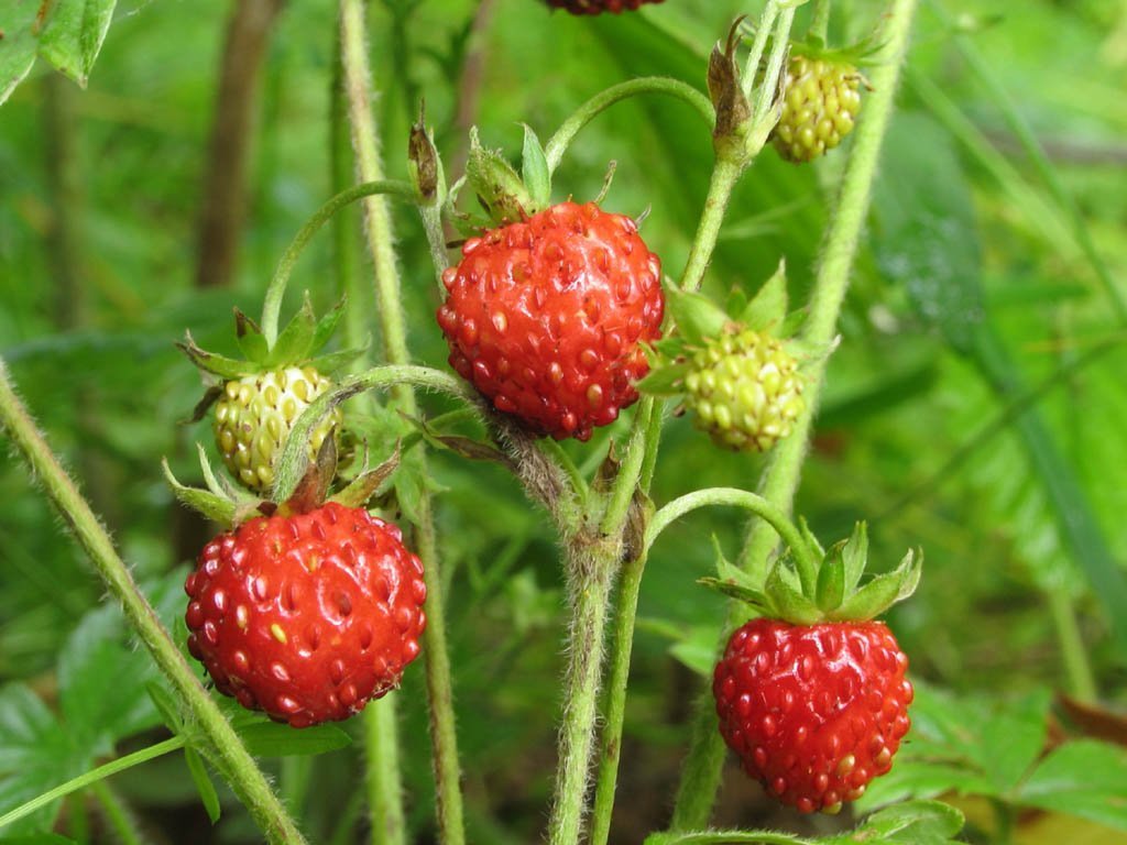 Плоды земляники
