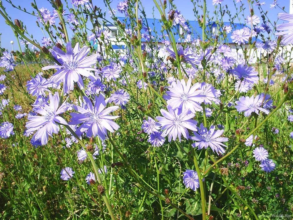 Трава цикория