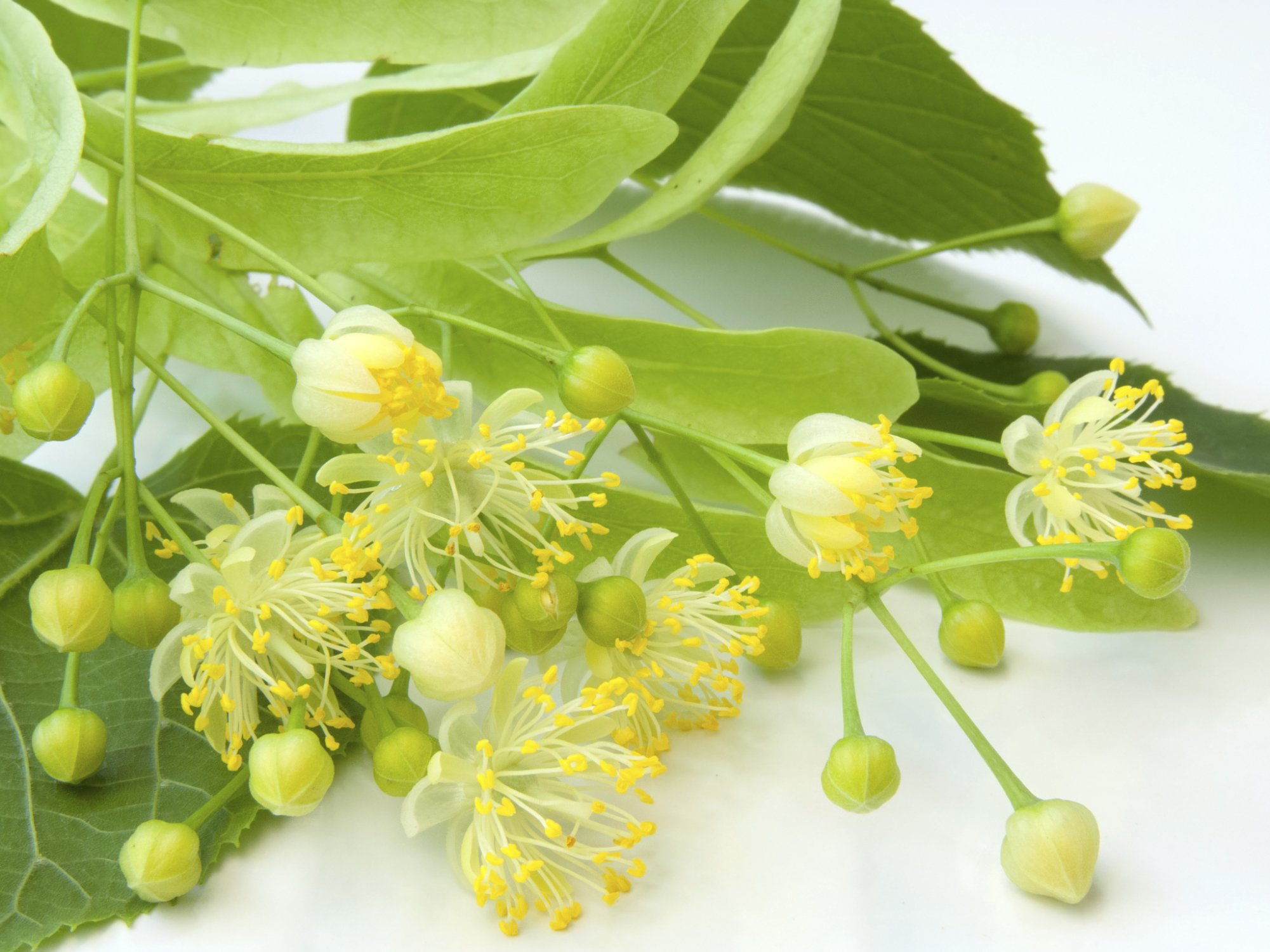 Веточка липы с зелёными листьями и цветами