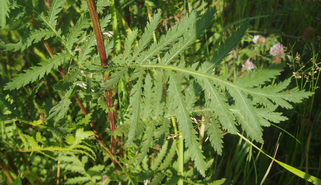 Листья пижмы