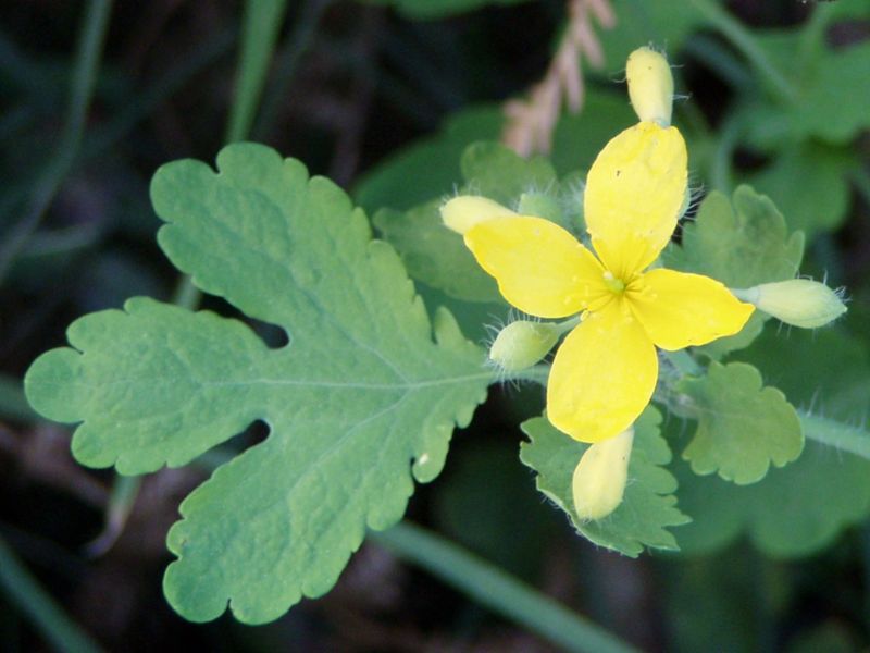 листья чистотела