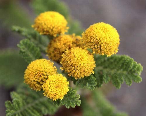 цветы пижмы