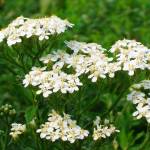 Тысячелистник