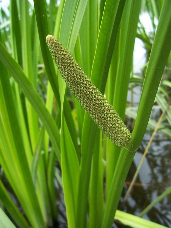 Аир болотный