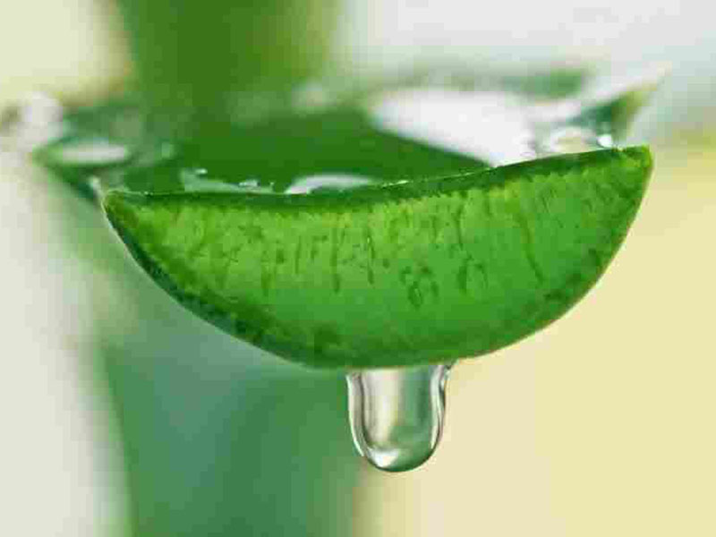 Срез и капля сока алоэ