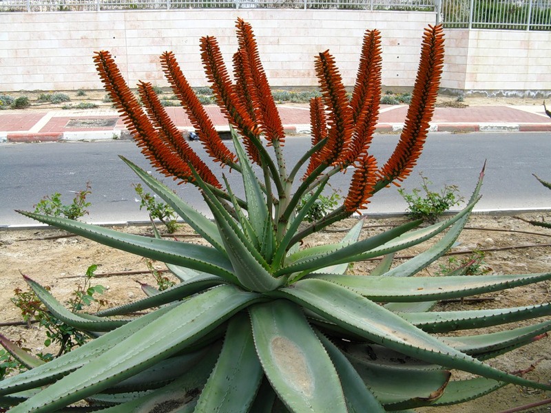 Цветущий куст алоэ