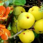 Айва японская