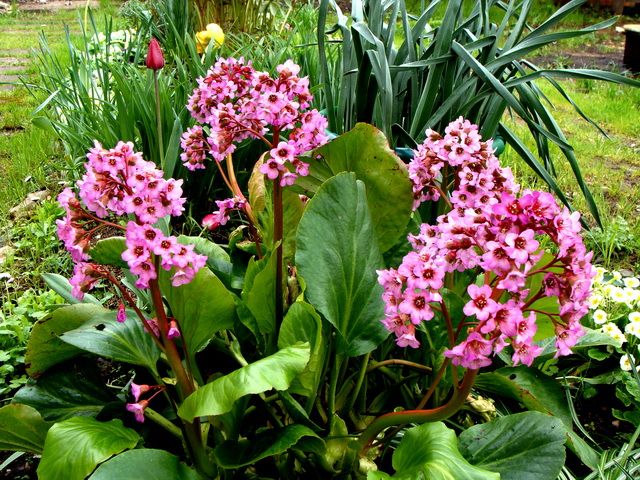 Бадан - это декоративное растение, которое также используют как лекарственное.