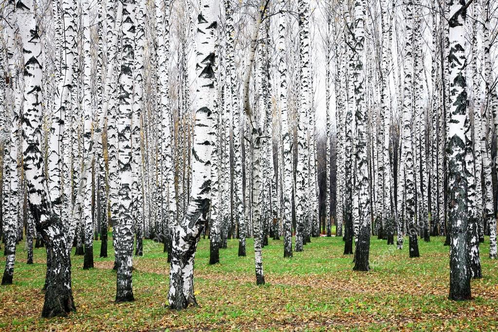 Берёзовая роща