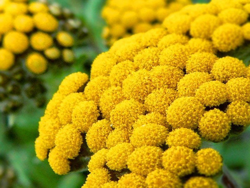 Бессмертник песчаный