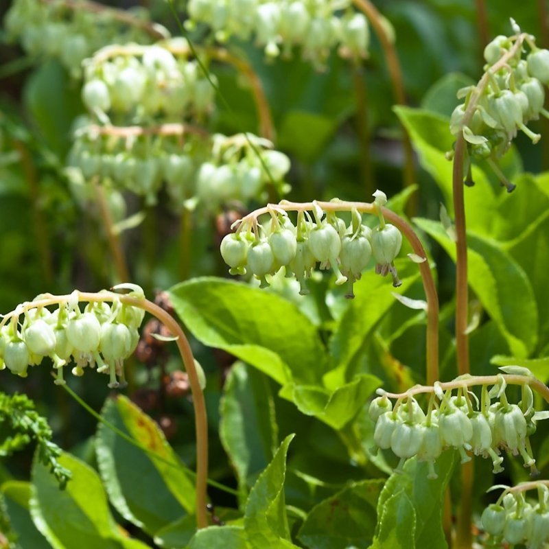 Боровая матка