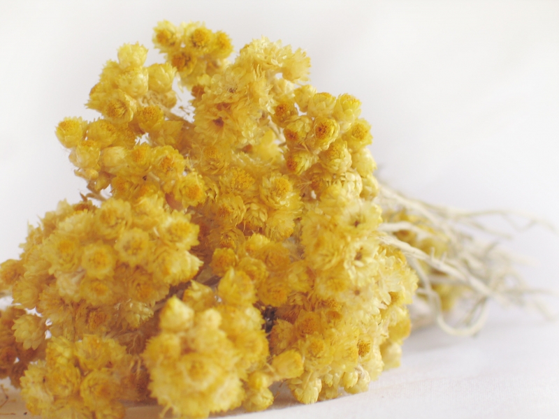 Букет цветов бессмертника