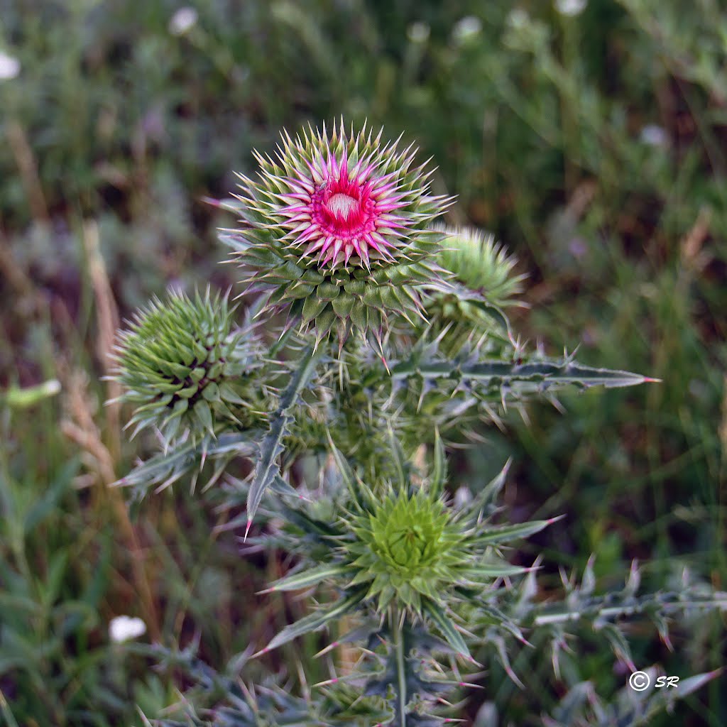Бутоны и цветок татарника