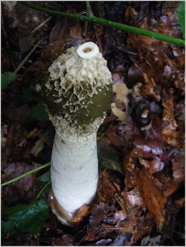 Целебный гриб весёлка