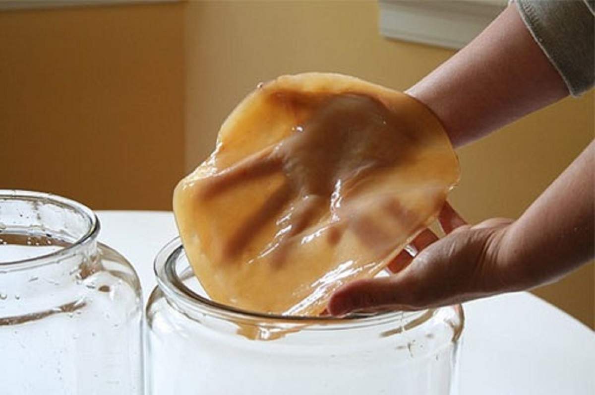 Чайный гриб в руках