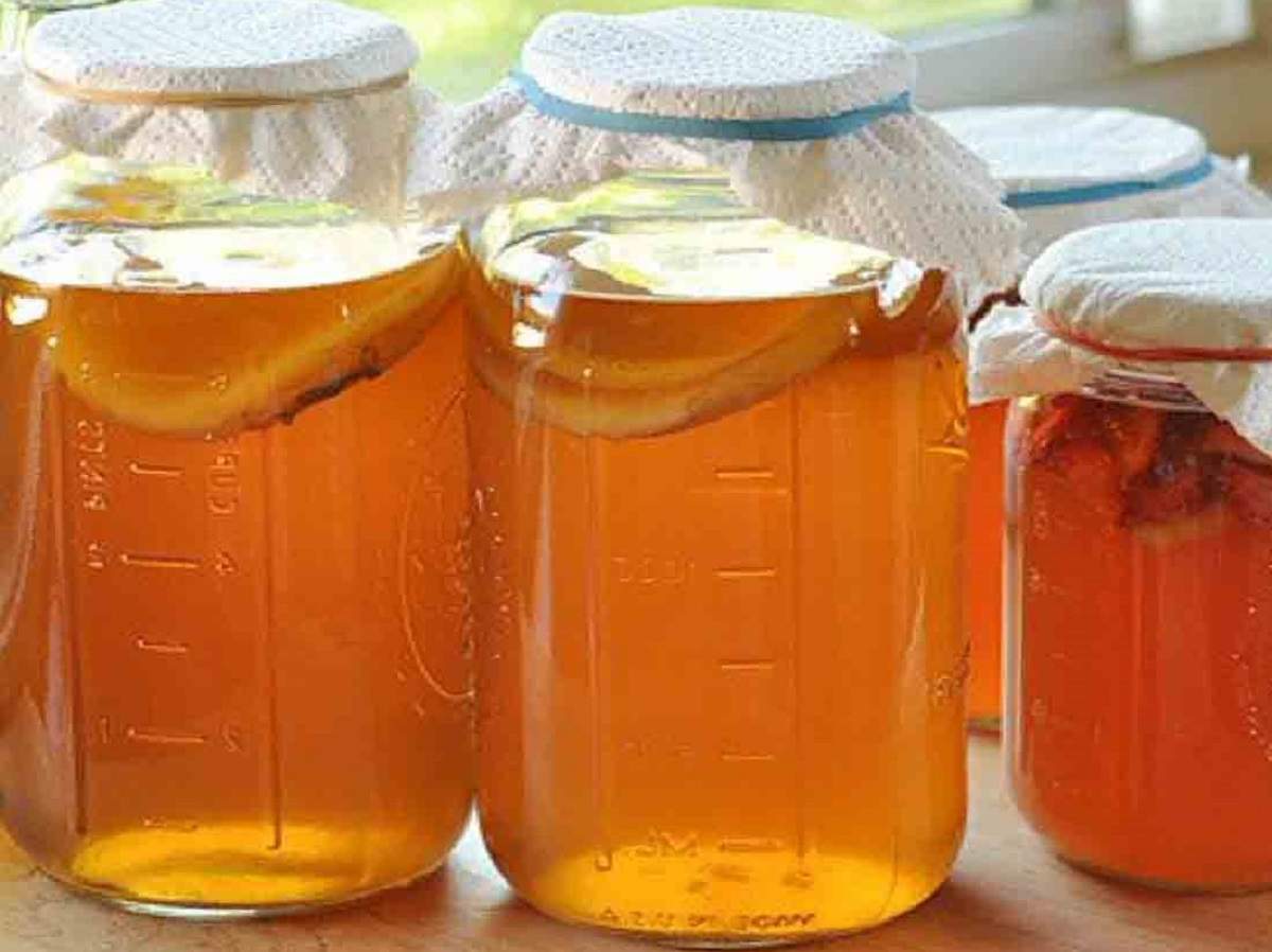 Чайный гриб в банках