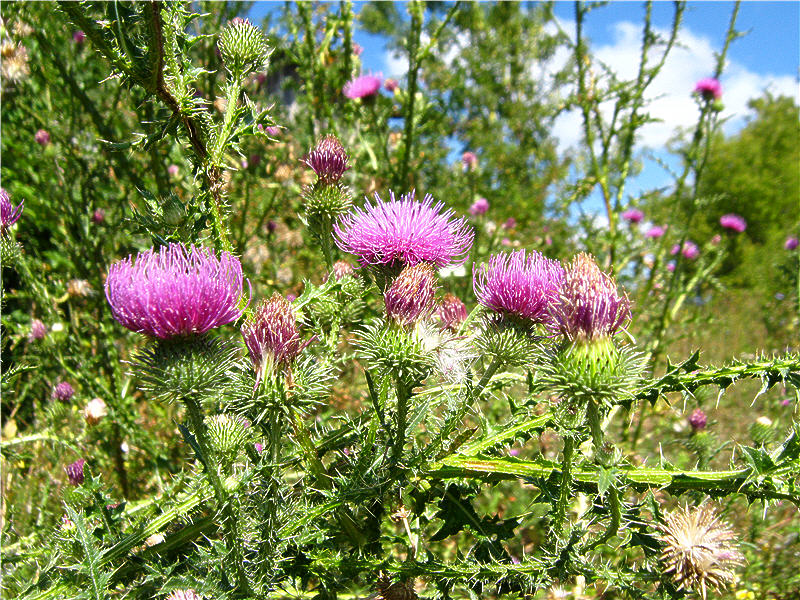 Чертополох колючий