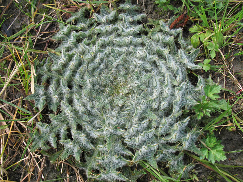 Чертополох курчавый