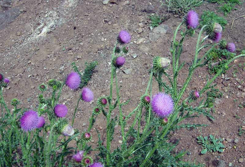 Чертополох поникающий