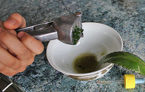 Чесночница и сок каланхоэ