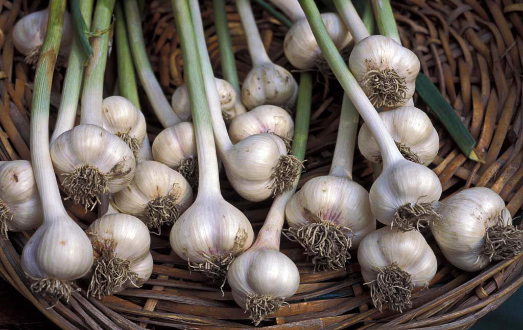 Чеснок
