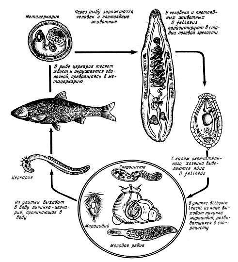 Цикл развития паразита Opisthorchis filineus