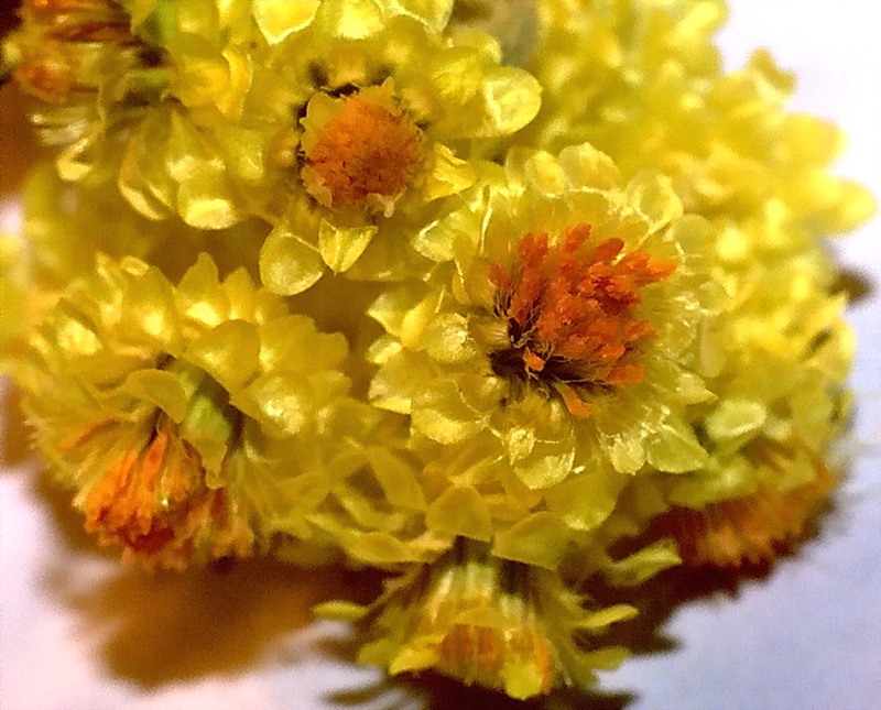 Цветы цмина крупным планом