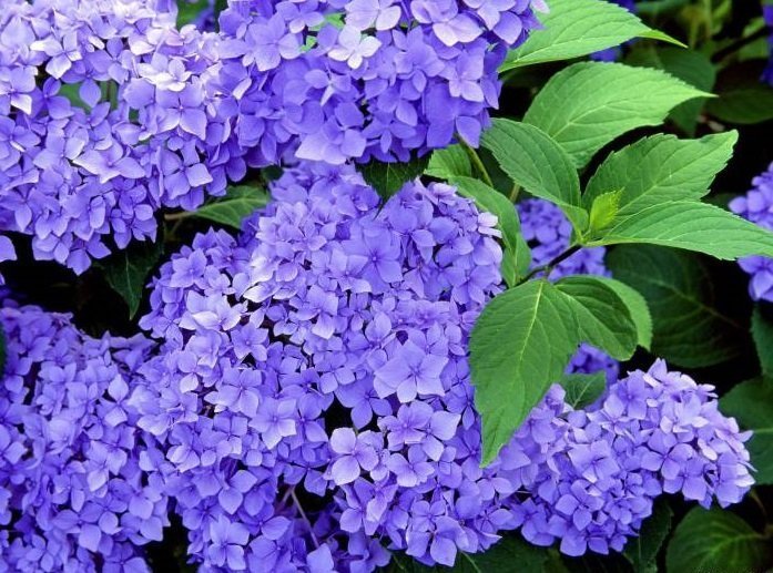 Цветки сирени фиолетовой