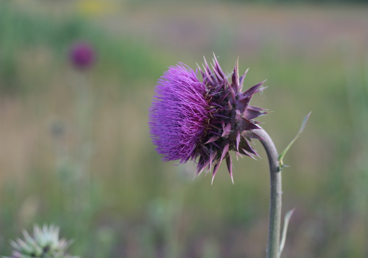 Цветок чертополоха