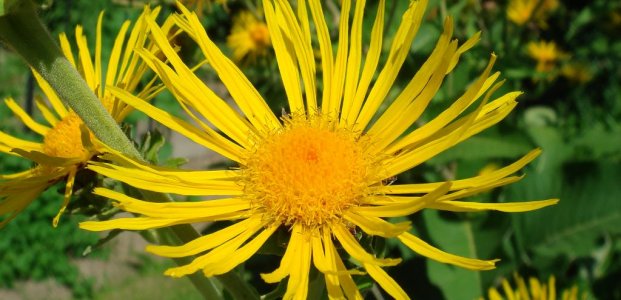 Цветок девясила