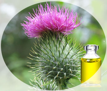 Цветок и сироп татарника