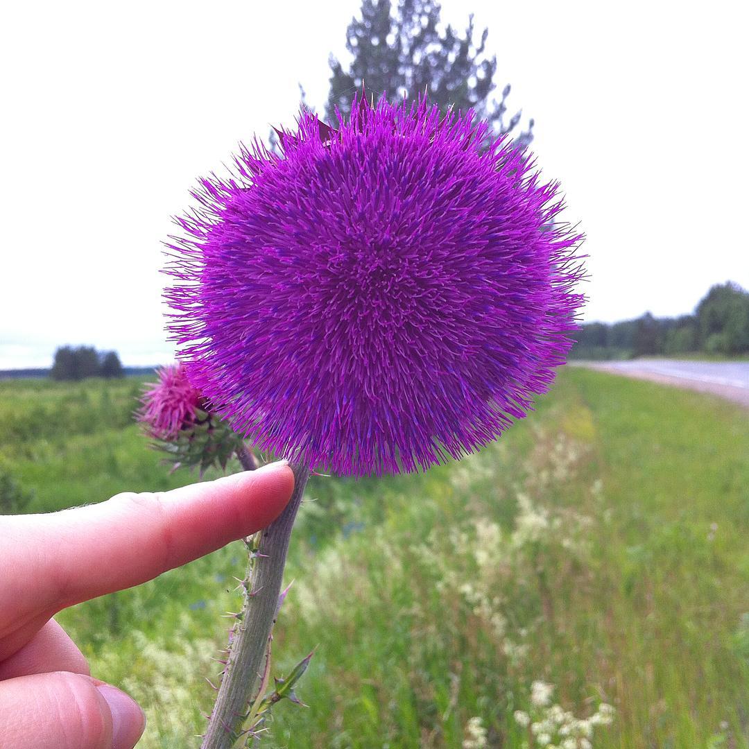 Цветок татарника в руке