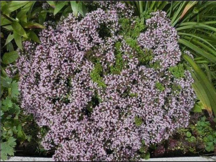 Цветущая душица