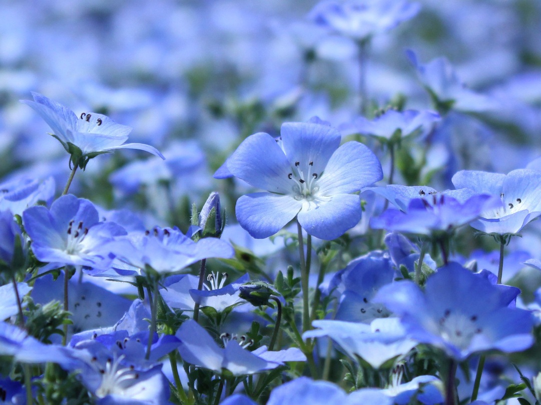 Цветущий лён