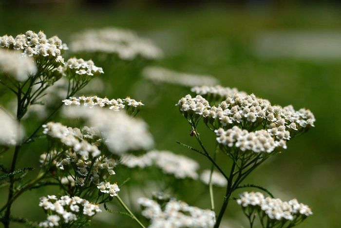 Цветущий тысячелистник