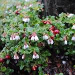 Плоды и цветы брусники