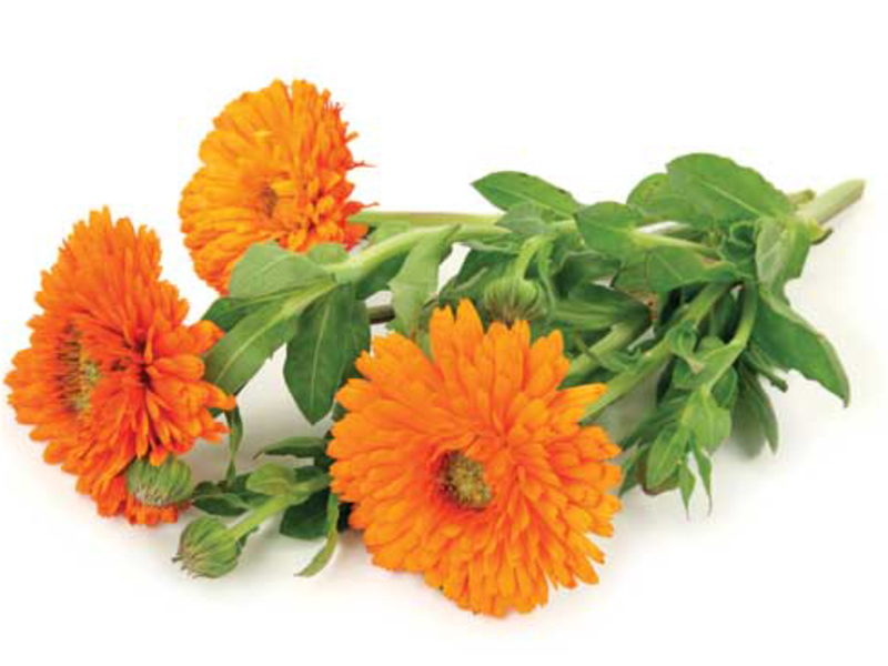 Цветы календулы