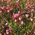 Цветы клюквы